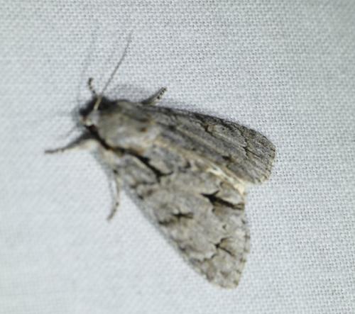 Réf. 205 549 : Acronicta sp.